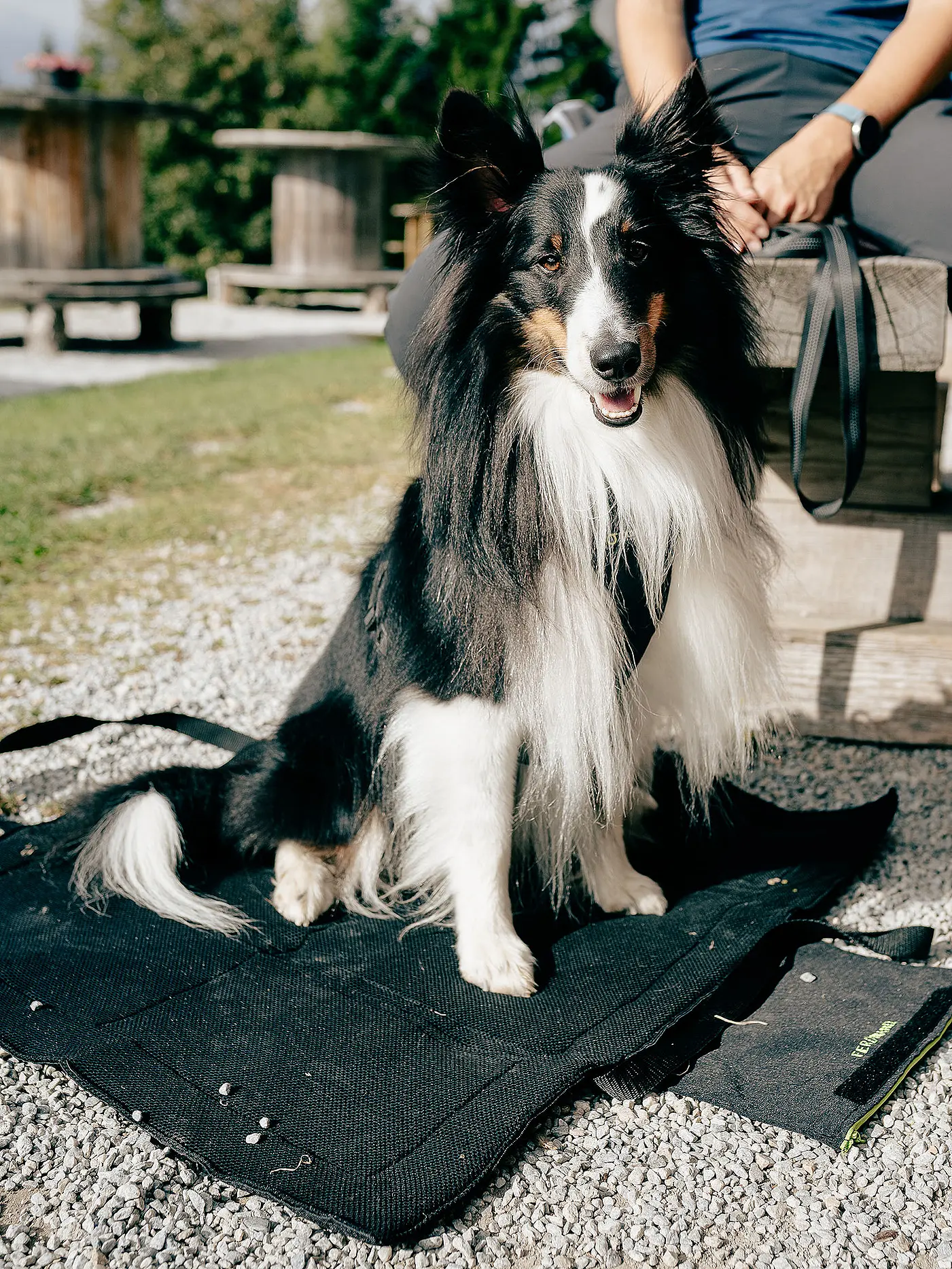 MAMO PET SPORTS | Active Dog Base | 